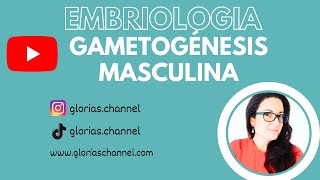 Gametogénesis masculina Embriología humana medicina [upl. by Unders]