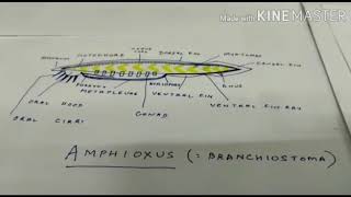 Cephalochordata features eg Amphioxuspart 1 [upl. by Linnet]