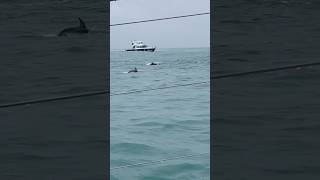 돌고래와 수영 kaikoura dolphinswimming dolphinencounter activity [upl. by Hallsy]