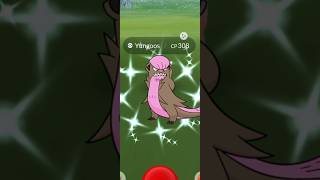 Getting Lucky With ✨Shiny Yungoos in pokemongo [upl. by Litsyrk990]