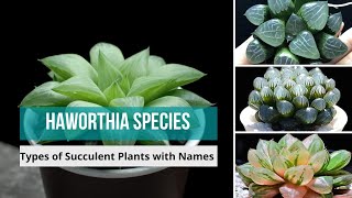 Haworthia Species  haworthia types of haworthia Succulent Plants with Names  haworthias [upl. by Ingham186]