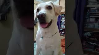 Sniffy♥️my baby 💕 labrador doglover shortvideo [upl. by Neela158]