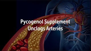 Pycnogenol Unclogs Arteries and Reverses High Cholesterol Triglycerides and Plaque [upl. by Cathi]