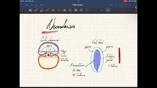 Neurulación regiones del tubo neural y tallo cerebral [upl. by Gilbertson]