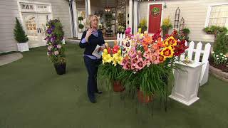 Robertas 12pc Reblooming Growers Best Daylilies Live Plants on QVC [upl. by Naujaj]