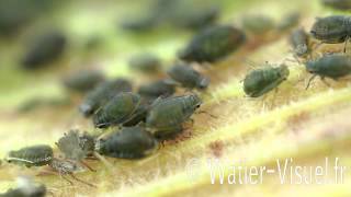 Pucerons bicolores des céréales Rhopalosiphum padi sur Maïs [upl. by Akima958]