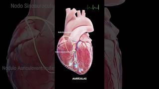 El sistema de conducción cardíaco [upl. by Bonita329]