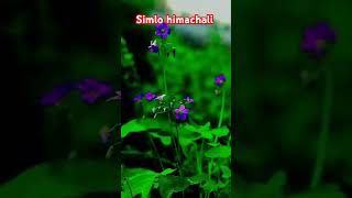 SIMLO quot Official Video Ishant Bhardwaj New Song IB PRODUCTION New Pahadi Song 2022 [upl. by Marina608]