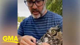 Were not keeping him Wisconsin couple has hilarious discussion while rescuing owl l GMA [upl. by Lleoj]