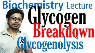 Glycogen breakdown  glycogen metabolism lecture 2 [upl. by Mccahill84]