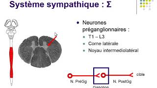 Système Nerveux Végétatif [upl. by Paley]