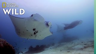 The Social Lives of Manta Rays  Nat Geo Wild [upl. by Nabalas]