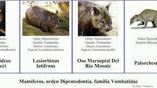 Mamíferos orden Diprotodontia familia Vombatidae pan josh mammal ursinus cinereus pygmaeus Río [upl. by Divan]