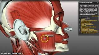 Muscles of Mastication [upl. by Fiedler]