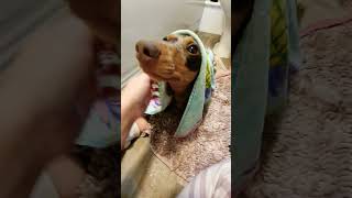 bathtime clean fresh outcast dappledachshund lovemydachshund sausagedog [upl. by Inej]