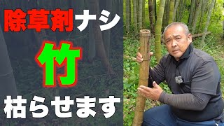 【竹】除草剤を使わずに竹を枯らす [upl. by Suoicserp]