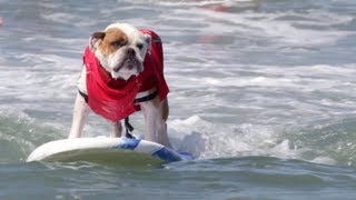 Dog Surfing Competition Will Make You Smile [upl. by Garlanda474]