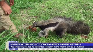 JL  Hospital veterinário do zoológico atende animais silvestres [upl. by Alfy]