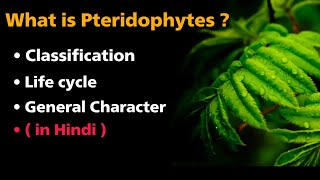 What is pteridophytes   classification  life cycle  general characters  in Hindi [upl. by Adnirol]