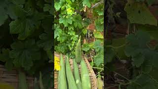 Harvesting luffa gardening vegetables [upl. by Assyram]