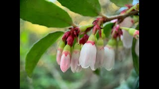 Vaccinium ovatum California huckleberry [upl. by Assina]