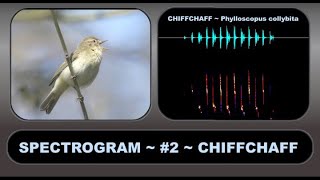 SPECTROGRAM 2 CHIFFCHAFF – An aid to understanding and visualising birdsong [upl. by Demeyer599]