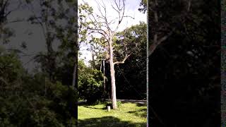 PreClimb with Prusik Knot micro pulley and Valdotain tresse life line big OakJune192015 Video2 [upl. by Ahsiema]