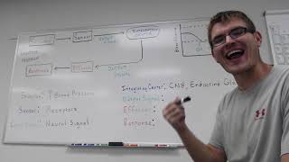 Human Physiology  Homeostasis amp Feedback Loops [upl. by Anabelle]