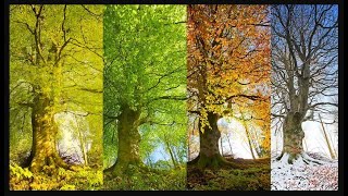 Four Seasons  Years Seasons  Seasons Cycle trending video weather youtube travel season yt [upl. by Marcelia]