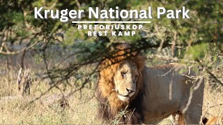 The Kruger National Park  Pretoriuskop Rest Camp  Episode 3 [upl. by Ettenot]