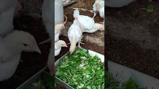 Black Soldier Fly Larvae for the broiler chickens with additional bokchoy semi organic farming [upl. by Enimajneb366]