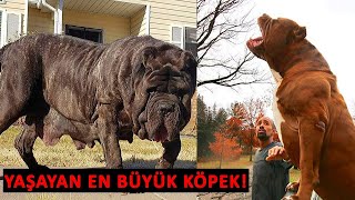 Dünyanın En Büyük 10 Köpeği  Yeni Köpek Irkı Keşfedildi [upl. by Cerys]