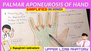 Palmar Aponeurosis  Anatomy  Hindi [upl. by Aciretal89]