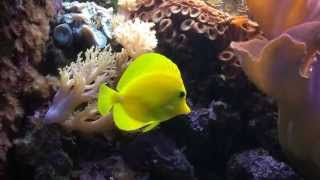 Reef Tank  11 years old Yellow tang  Slow Motion 720p [upl. by Matheny]