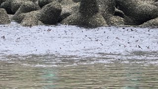 1130209 The flathead grey mullets gathering at wastewater treatment plant [upl. by Ignazio]