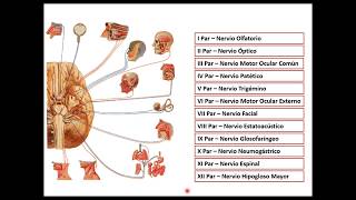 Pares craneales  parte 1 [upl. by Ziguard]