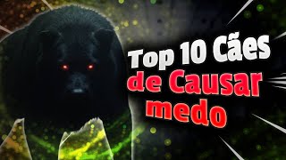 Cães Fortes e Perigosos as 10 raças de cachorros mais perigosos [upl. by Eachelle]