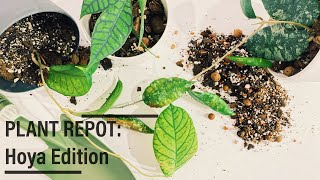 Plant Repot  Hoya Edition or very silly hoya repotting video [upl. by Eiaj]