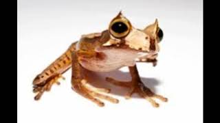 Horned marsupial frog Facts Interesting Facts about Horned marsupial frog [upl. by Oicaro783]