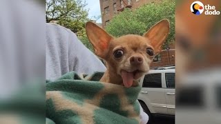 Toothless Chihuahua Finds A Family Who Adores Him  The Dodo [upl. by Aggy]