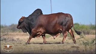 amazing Brahman bull [upl. by Torey32]