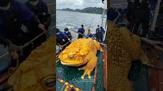 Giant Sea Monsters Caught by Fishermen 🐙🎣GiantSeaCreatures FishingDiscoveries OceanMysteries [upl. by Ydderf253]