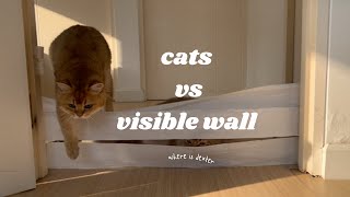 cats vs visible wall [upl. by Chelton]