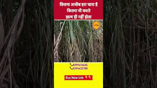 कितना अजीब चारा है कितना भी काटो ख़त्म ही नहीं होता है  reel agriculture napiergrass farming [upl. by Kuebbing]