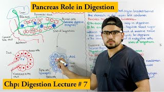 Pancreas and its functions [upl. by Buerger]