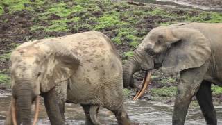 Male African Forest elephant Loxodonta cyclotis chasing another male and pulling its tail Africa [upl. by Inatirb564]