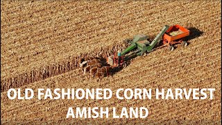 Harvesting Corn The AMISH WAY in Lancaster County Pennsylvania Using Old Vintage Equipment [upl. by Jat972]