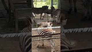 Vanya jeev abhyaran mein zebra [upl. by Dnumyar]