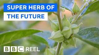 Is ashwagandha the new super herb [upl. by Caleb]