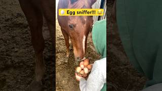 Norman approved EGGs lol horse egg [upl. by Onilatac]